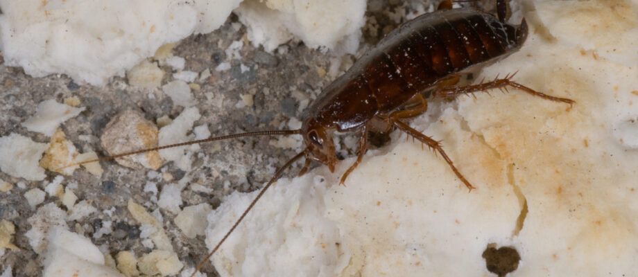 An oriental cockroach eating a cracker.