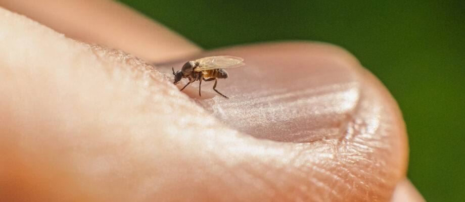 Close-up photo of a noseeum on a finger.
