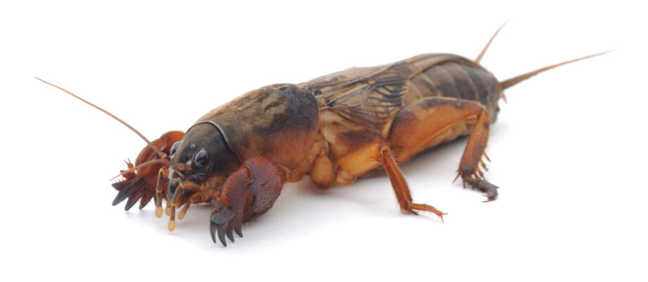 Close-up of a mole cricket isolated on white background.