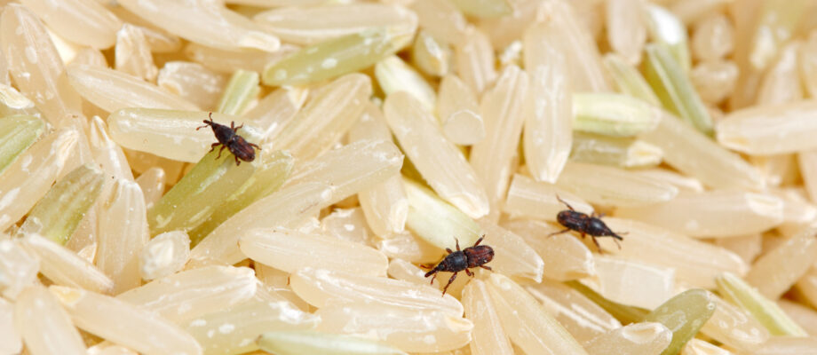 Close-up photo of rice weevils on milled rice.
