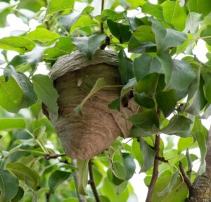 Wasp nest on the tree
