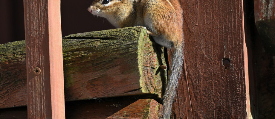 Chipmunk on wooden step