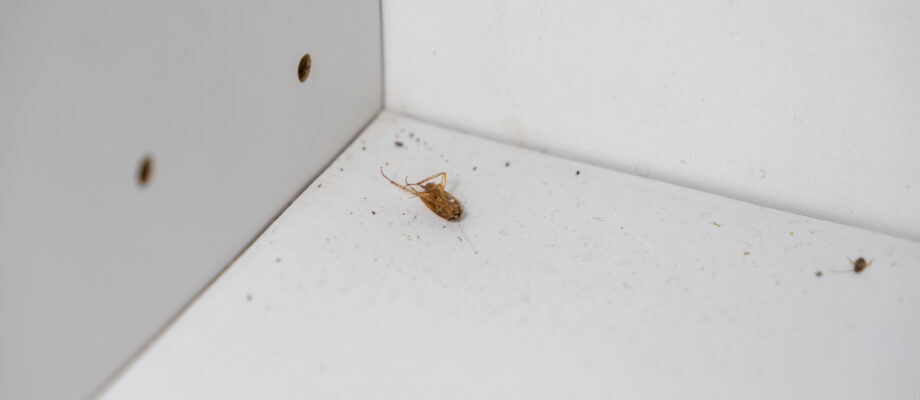 Dead Roach after eating our Roach Gel