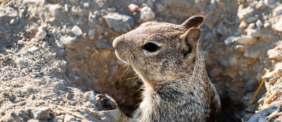 Close-up of a California ground squirrel peeking it's head out from a burrow.