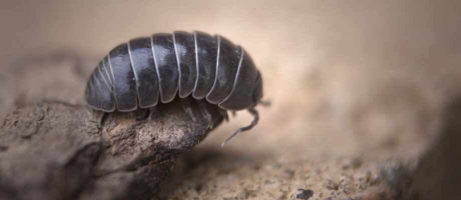 Close-up photo of a Sowbug crawling on the ground