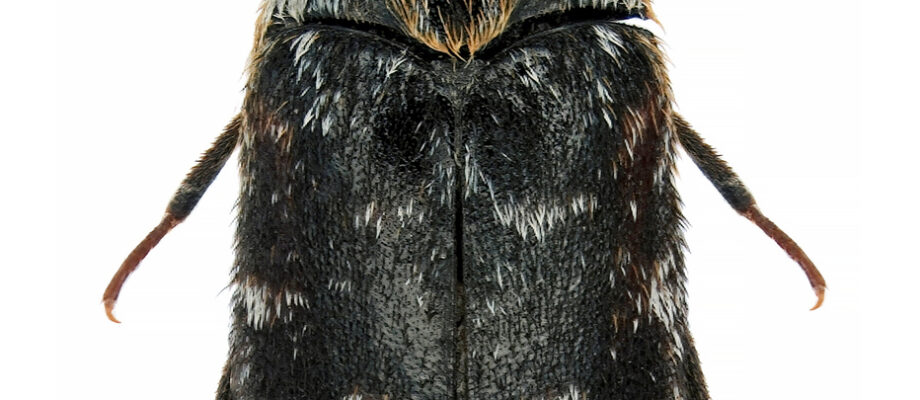 Close-up photo of a warehouse beetle isolated on a white background.