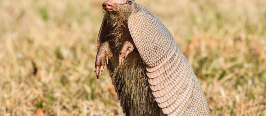Armadillo standing up