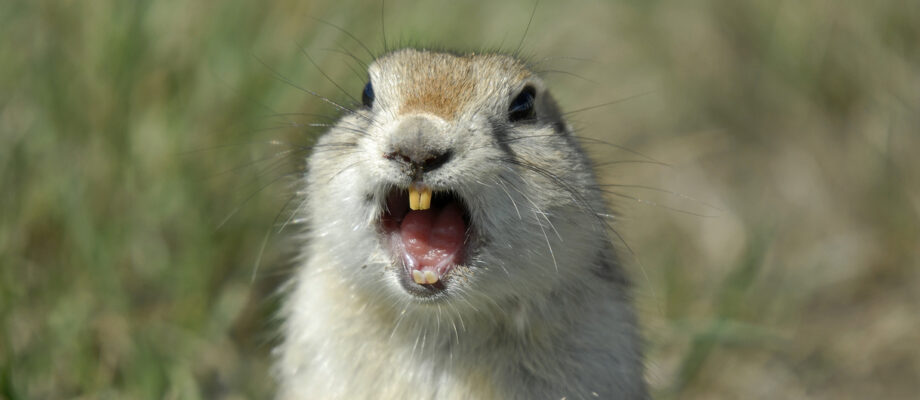 Gopher