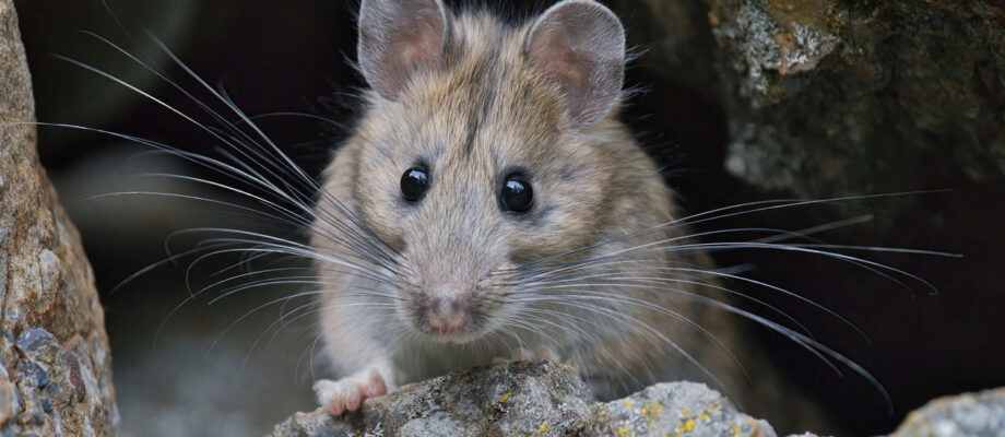 Close-up of bushy-tailed Wood rat, packrat, in the rocks