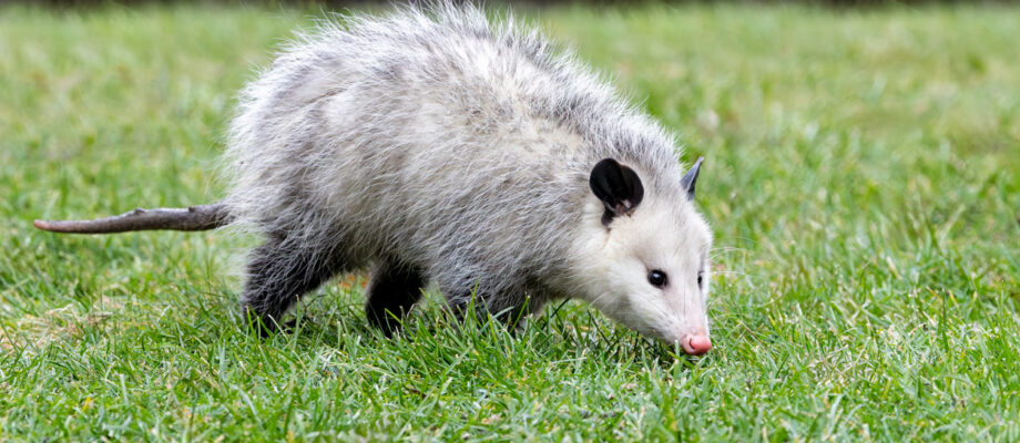 Opossum Sniffing for Food on Back Yard Lawn