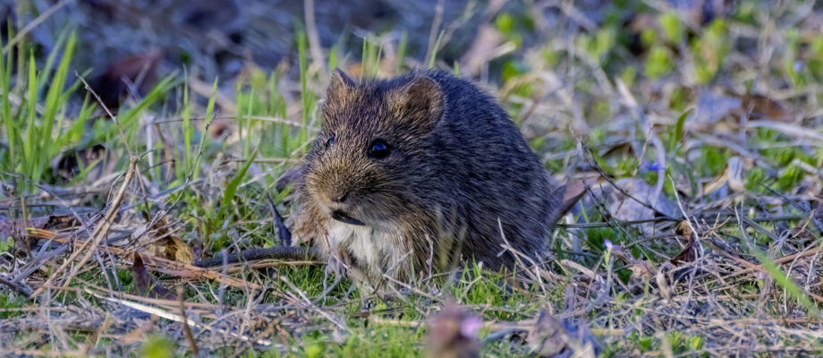 The eastern meadow vole (Microtus pennsylvanicus),
