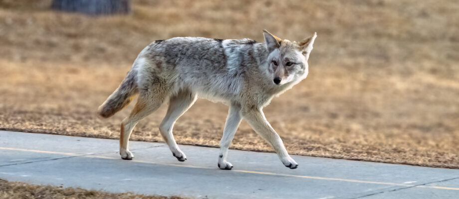 Coyote