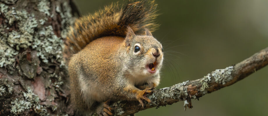 Autumn image of an American Red squirrel.
