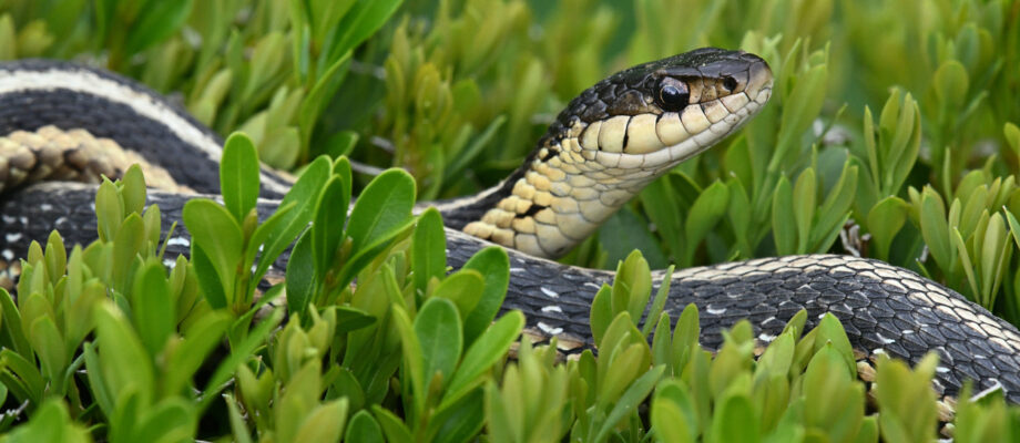Garter snake on top of a hedge in a public garden, looking right. It had been basking. Thinking it was discarded paper, I took a closer look. It picked up its head but didn't try to escape. What a strange place to bask! How did it climb up through the very thick foliage? How could it be comfortable lying on top of all those branches? Springtime in Connecticut.