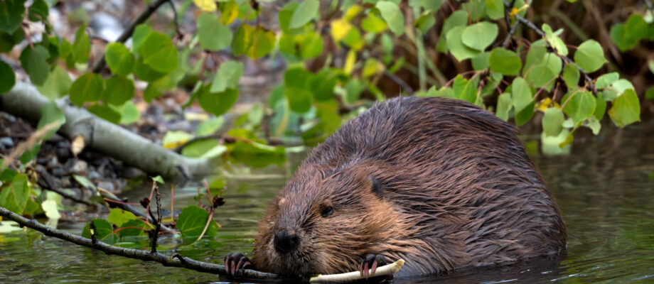 Beaver