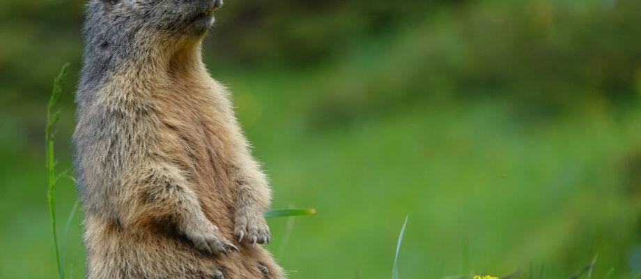 A marmot standing alert in a lush green meadow with yellow flowers, showcasing nature's beauty.