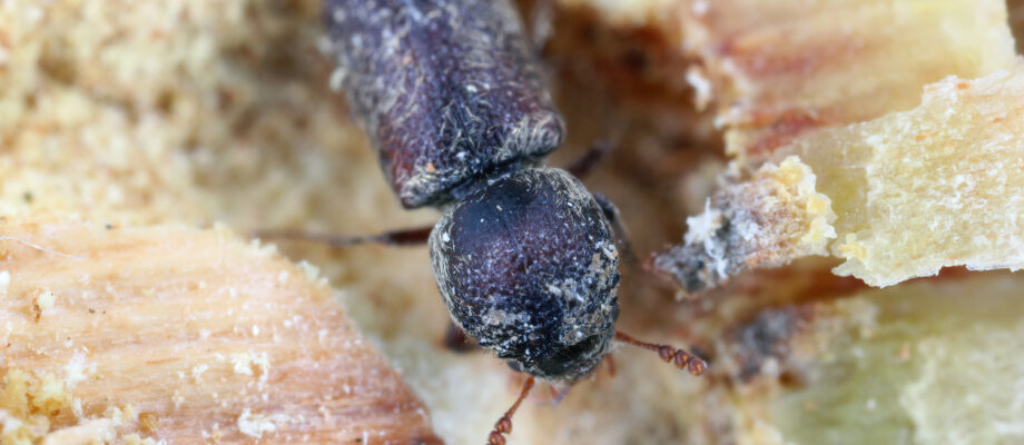 Close-up photo of a powder post beetle feeding on wood