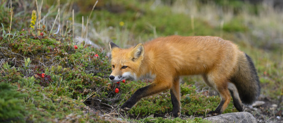 Red Fox