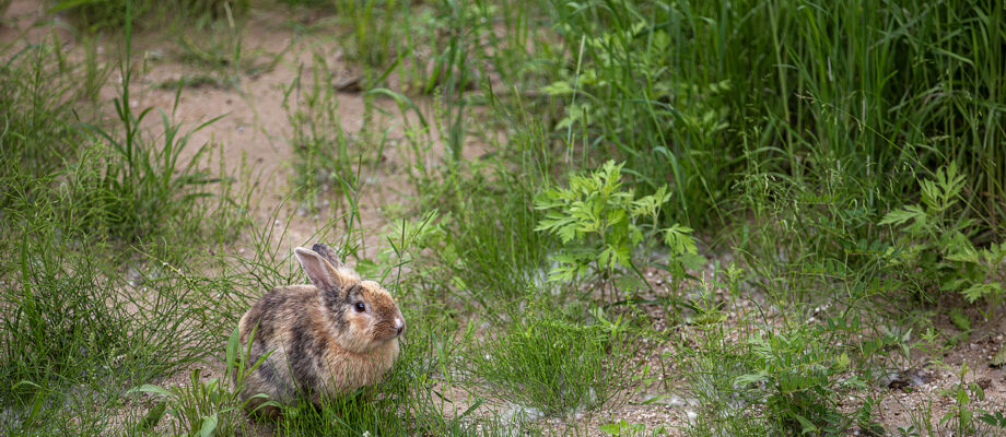 rabbit