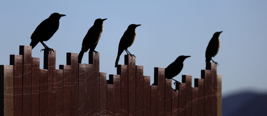 Grackles on a Fence