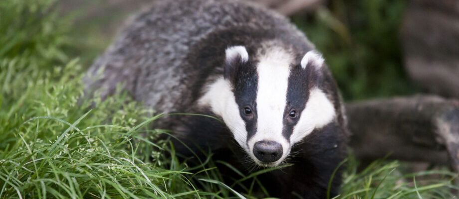Badger