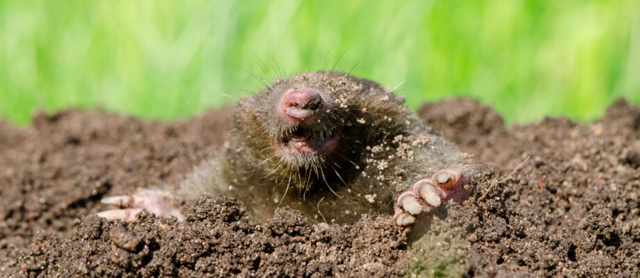 Mole head in molehill hole soil. Enemy for beautiful lawn.