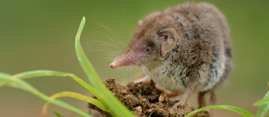 Lesser white-toothed Shrew (Crocidura suaveolens) on loam. Little insect-eating mammal with brown fur standing on meadow in garden. Background is green and fuzzy.