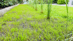 Overseeding lawn and when it's safe to spray again