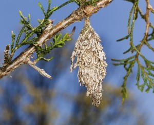 DORMANT BAGWORM DURING WINTER