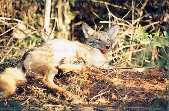 fox control using all kinds of traps and scent