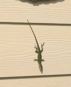 LIZARD DE GECKO SUR LA MAISON