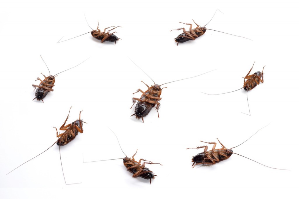 roach control spray and bait treatments for the home