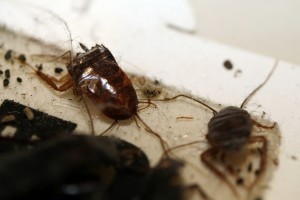 GERMAN ROACHES IN TRAP