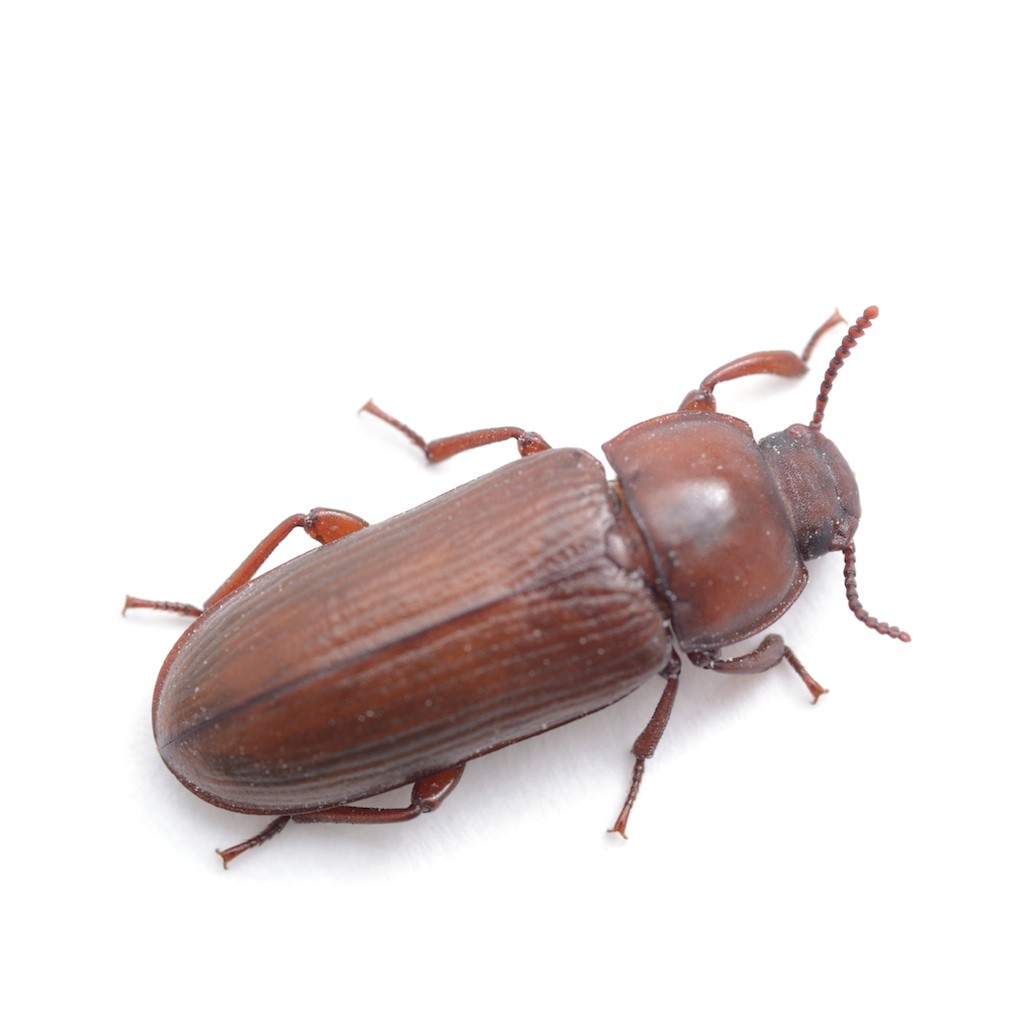 RED FLOUR BEETLE 