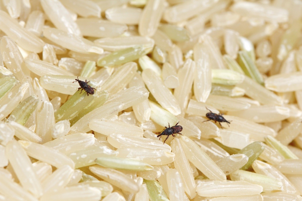 Are you Struggling with Rice Weevils?