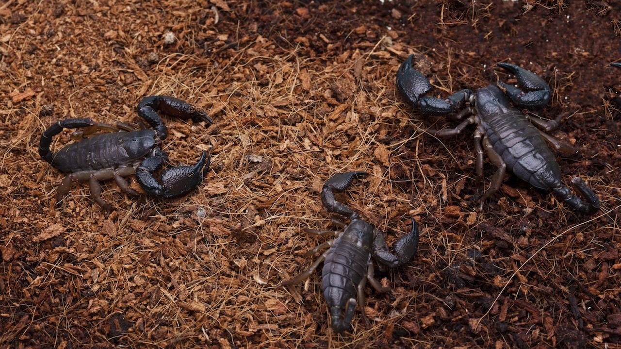 DIY Ways To Kill Scorpions Safely