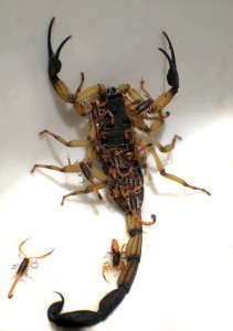 SCORPION WITH BABIES ON BACK