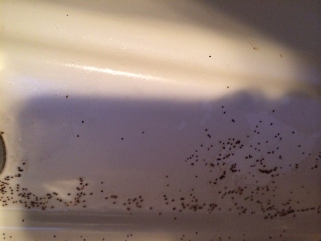 springtail bugs in bathroom sink