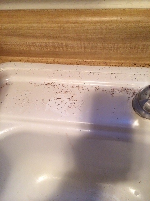 springtails bathroom sink