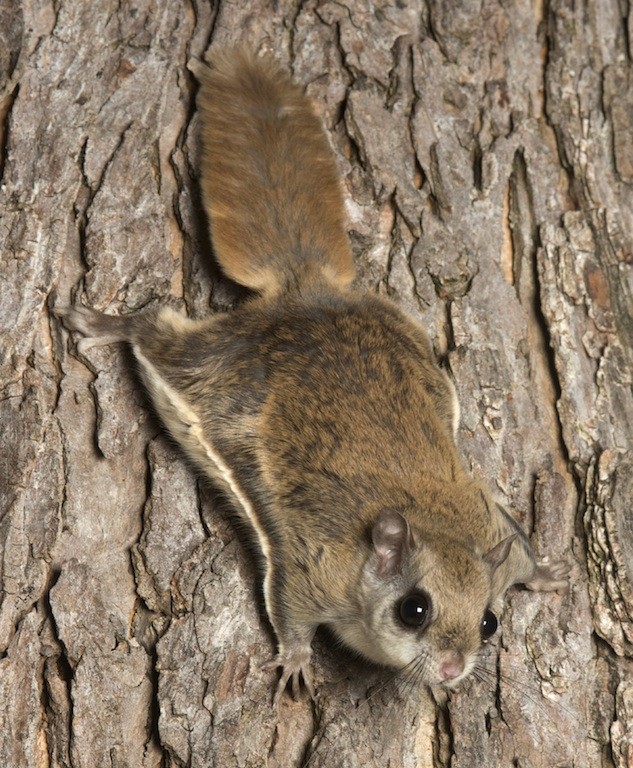 flying squirrel trap, flying squirrel traps, flying squirrel cage