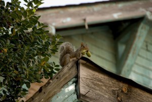 SQUIRREL ON ROOF