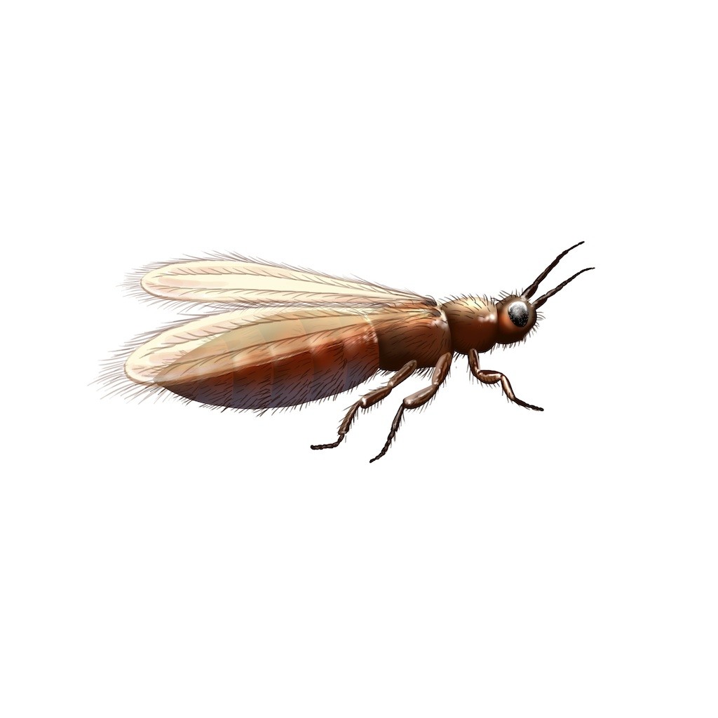 What are Thrips and How To Kill Them