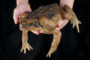 BUFO CANE TOAD