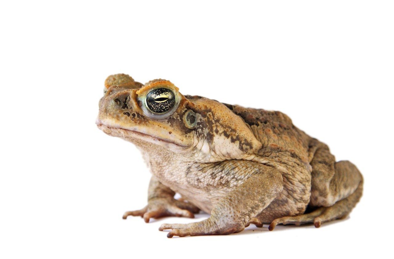 how to draw a cane toad