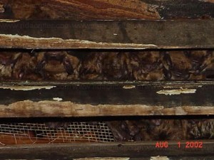 Bats in attic