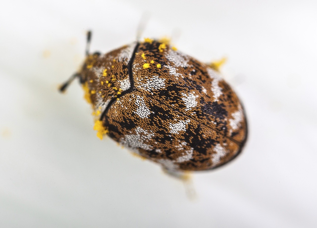 Carpet Beetle Control And Treatments