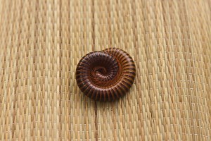 MILLIPEDES IN THE HOME