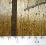 Wood beetle damage to paneling