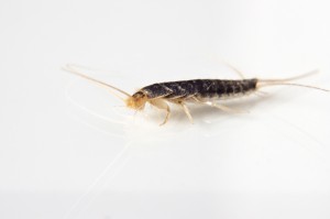 SILVERFISH ON COUNTER