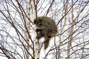 PORCUPINE EATING BIRCH TREE